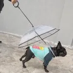 Dog Leash Umbrella 17$ TODAY ONLY