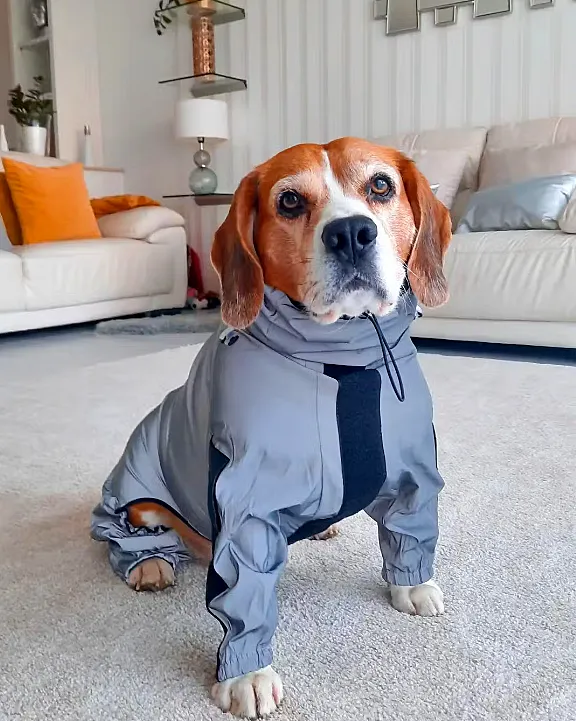 Reflective All-weather Space Coat Waterproof Dog Raincoat