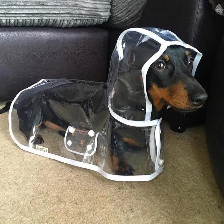 TRANSPARENT DOG RAINCOAT JACKET