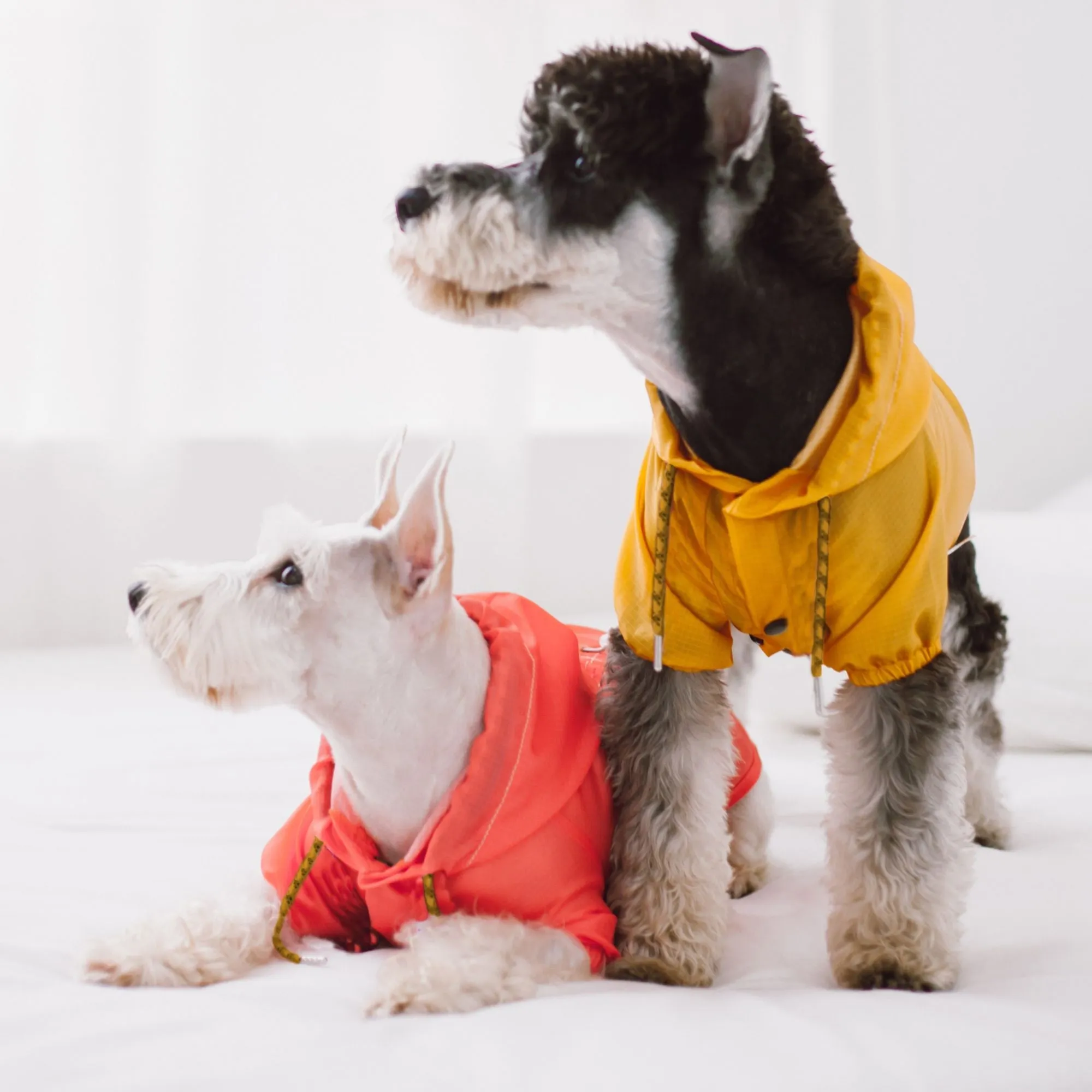 Waterproof Dog Raincoat Fashion